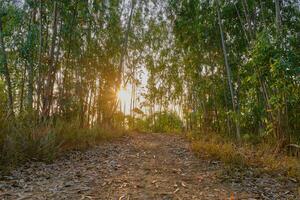 Eucalyptus trees in the morning sunlight photo