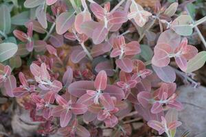 Eucalyptus leaves. branch eucalyptus tree nature background photo