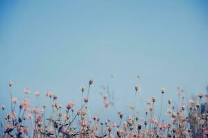 Meadow flowers, beautiful fresh in soft warm light. Vintage autumn landscape blurry natural background. photo