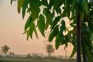 Eucalyptus leaves. branch eucalyptus tree nature background photo