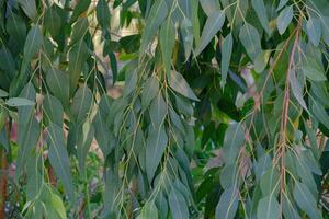 Eucalyptus leaves. branch eucalyptus tree nature background photo