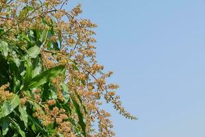 Mango flowers in the blue sky photo