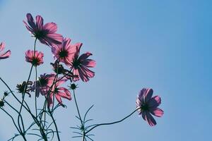 rosado cosmos flor con azul cielo y nube antecedentes foto