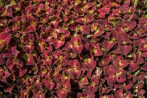 Red background, Autumn nature leaf background photo