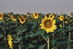 Sunflower field spring, Summer natural plant blossom flower photo