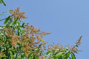 Mango flowers in the blue sky photo