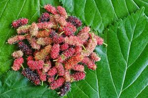 Mulberry ripe on leaves mulberries photo