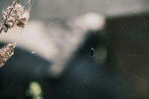 Spider web in morning on dark background photo