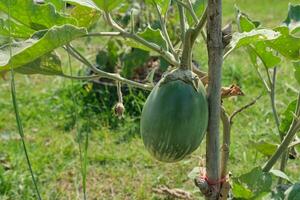 orgánico solanácea en jardín al aire libre foto