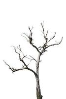 Dry tree isolated on white background. Clipping path photo