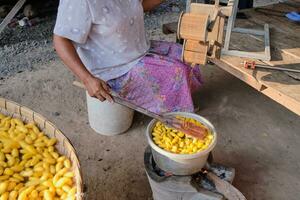 mujer hirviendo crudo capullos y hilado seda para vestir y otro producto foto