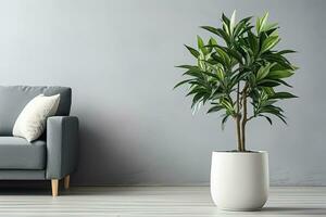 Modern living room interior with gray walls, sofa and green plant growing in a white pot photo