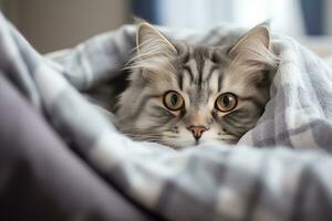 portrait of a fluffy tabby domestic cat covered with a soft gray checkered blanket, generative ai photo