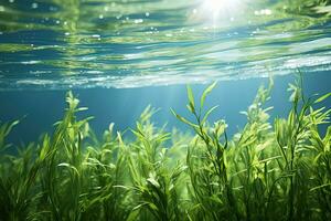 Underwater view of algae growing near a sunlight lit water surface photo