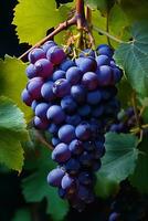 vertical image closeup of a grapevine with black grapes and leaves photo