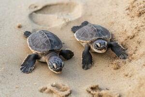 dos pequeño bebé acuático tortugas gatear en el playa arena foto