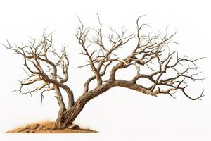 dry tree without leaves isolated on white background photo