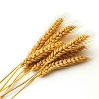 Ear of wheat isolated on white background photo