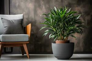 Large green dracaena plant in a pot against a gray armchair with a cushion and a grunge blurred wall background photo