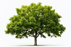 one tree with bright green foliage isolated on white background photo