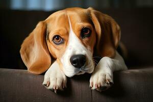 Portrait of a cute and calm beagle dog on a gray sofa photo