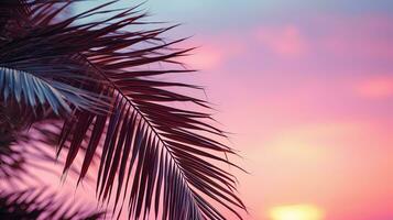 palm leaves against clear evening or morning pink sky with copy space photo