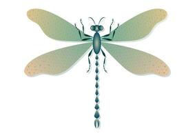 libélula vector Arte aislado en blanco antecedentes