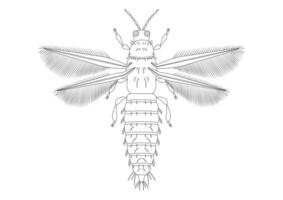 Black and White Thrips Insect Clipart. Coloring Page of Thrips Insect vector