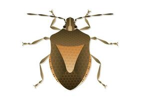 Stink Bug Vector Art isolated on White Background