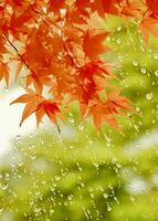 arce hojas simbolizar acogedor otoño. foto