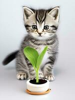 cat and green seedlings photo