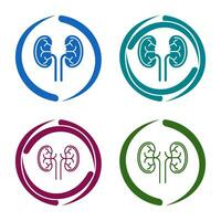 Kidney Vector Icon