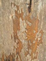 Old wooden wall background photo