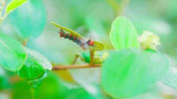 Caterpillars cling to the underside of leaves to slowly eat the leaves as food. video