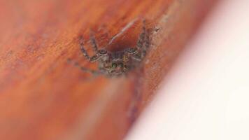 uma vídeo do uma aranha posando dentro extremo macro fechar-se. macro imagem do uma aranha olho foco video