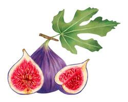 Fruit composition.Purple fig with leaves and pieces.Fruit for food packaging,juice,menu.Botanical illustration with watercolor and marker.Handmade isolated art vector