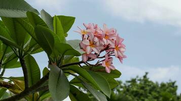 Pink frangipani flower or pink plumeria flower with sky background. photo