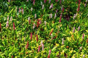 Bistorta affinis plant commonly known as Himalayan bistort, fleece flower or knotweed photo