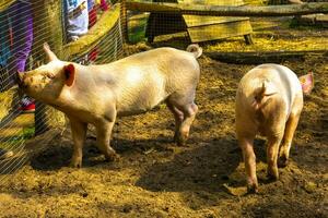 Domestic pigs in the enclosure zoo Keukenhof park Lisse Netherlands. photo