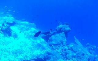 Snorkeling underwater views fish Corals turquoise water Rasdhoo island Maldives. photo