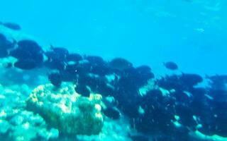 Snorkeling underwater views fish Corals turquoise water Rasdhoo island Maldives. photo