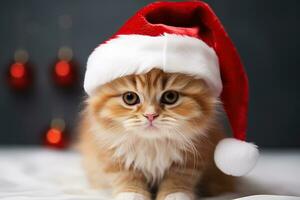 Red cat in Christmas hat isolated on a blurred background. Merry Christmas and a Happy New Year. photo