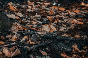 Close up leaf on the ground concept photo. Autumn sunlight photo