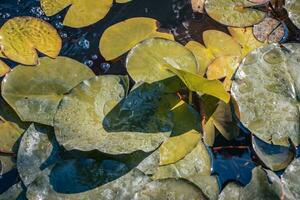 Close up view of autumn garden pond filled with aquatic plant. photo