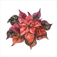 Watercolor poinsettia. Hand painted botanical christmas flower illustration, vector, for design, print or background vector