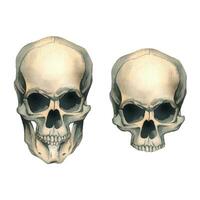 Human skulls full face realistic evil, terrible, spooky. Hand drawn watercolor illustration for day of the dead, halloween, Dia de los muertos. Set of isolated elements on a white background vector