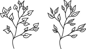 botanical line art vector