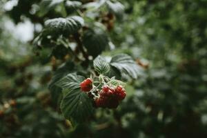 Detail of red ripe fruits of raspberry on branch with blurry background photo