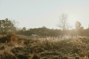 Three horses on the autumn meadow during the sunrise photo