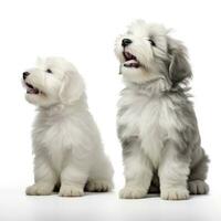 Lovey dogs in isolated white background photo